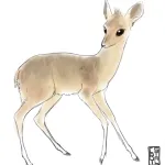 DIKDIK Video Kit Crack Serial Key
