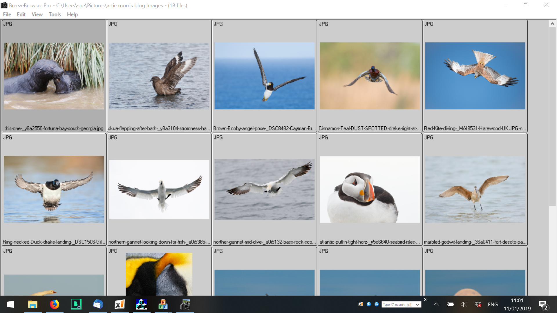 BreezeBrowser Pro Crack