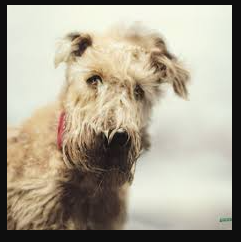 Terrier Anonymizer