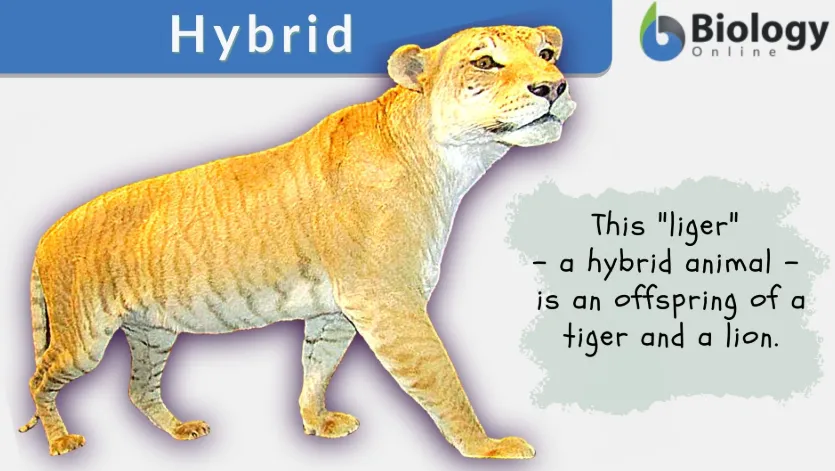 Hybrid