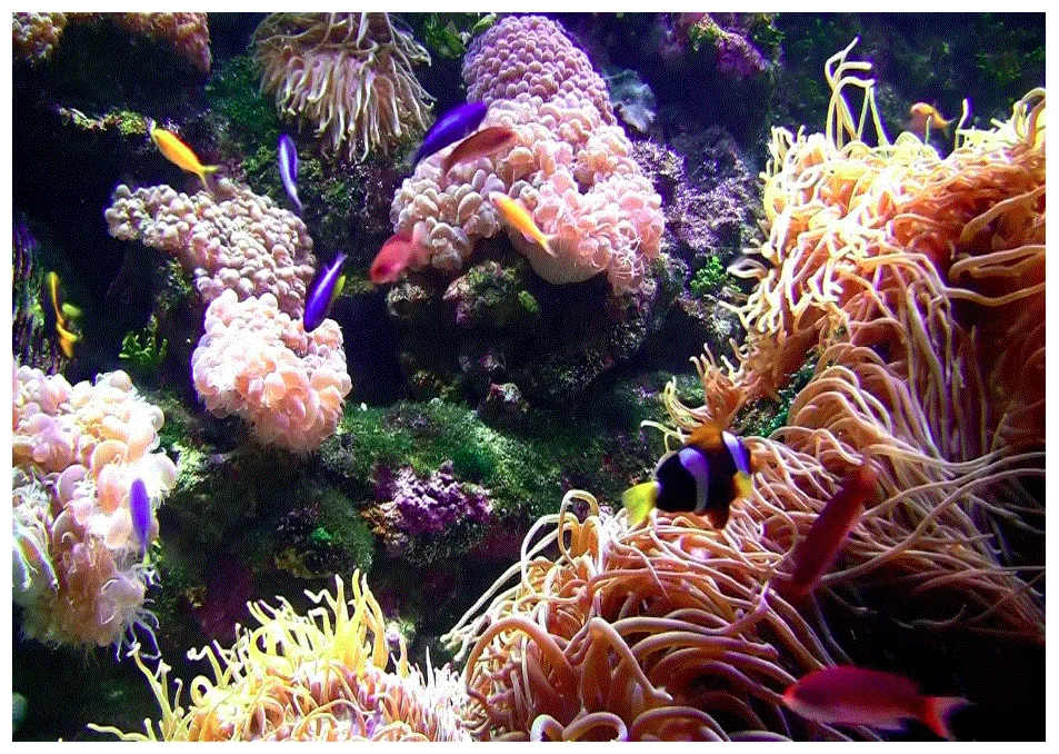 Aquarium HD Screensave‪r 3.3.0 portable for macOS