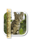 SizeMyPics 1.8.1 Portable for macOS logo