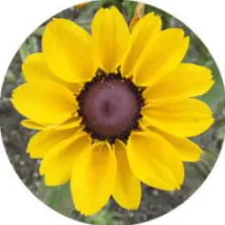 MesaExif 2.4.22